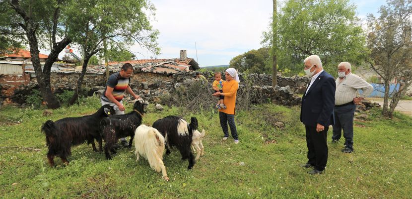 Muğla Büyükşehir Belediyesi üç ilçede kıl keçisi dağıtacak