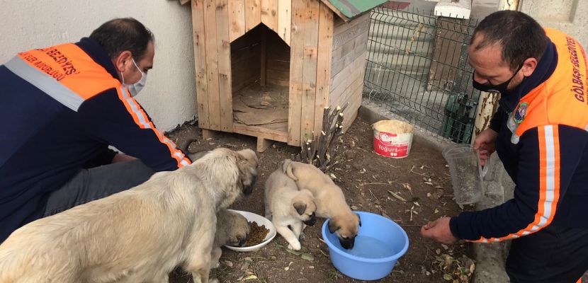 Gölbaşı Belediyesi Temizlik İşleri Müdürlüğü Yavru Köpeklere Sahip Çıktı…