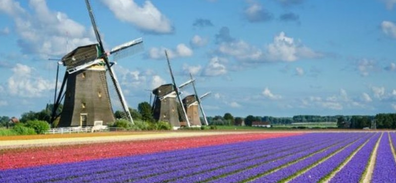 Hollanda’ya yerleşme başvuruları artıyor