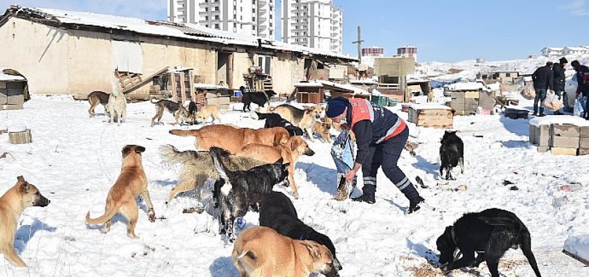 Ankara Büyükşehir Sokak Hayvanları İçin Mama Üretimine Başladı