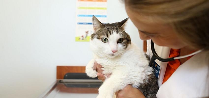 Royal Ccanin’den Dünya Kediler Günü’nde Çağrı:  “Kedinizi Veteriner Hekime Götürün”