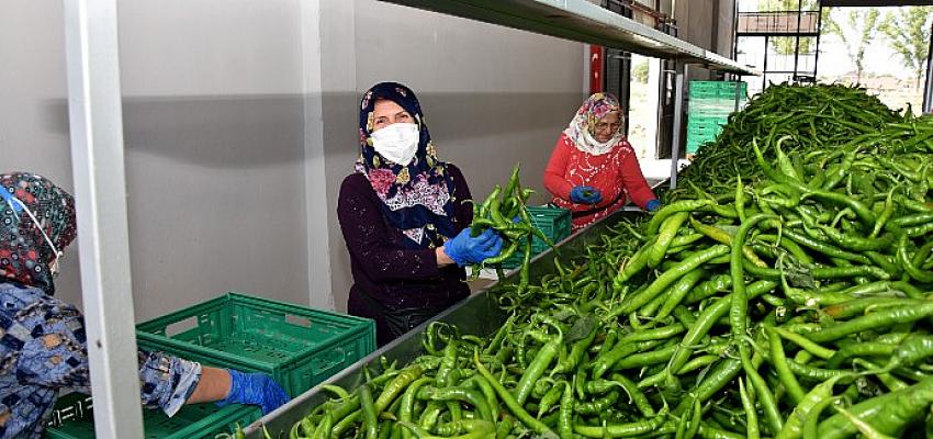 Migros Yenişehirli Üreticilerden 4.000 Ton Ürün Alımı Yapacak