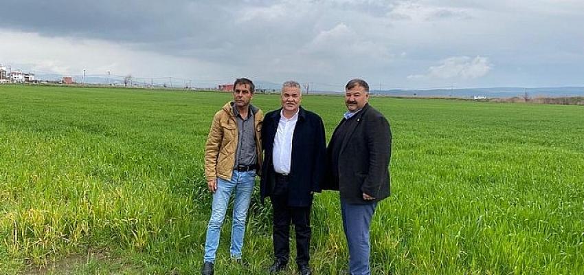 Torbalı Belediyesi tarlalarına buğday ekti
