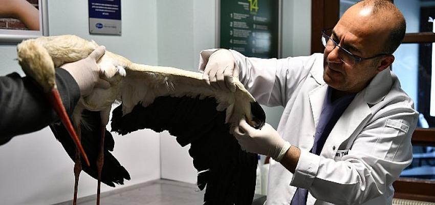 Yaralı leyleğe dünyanın ilk hayvan hastanesinde tedavi