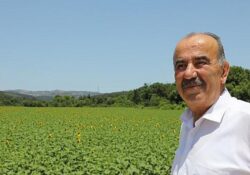 Mudanya Belediyesi’nin Ayçiçekleri Hasada Hazırlanıyor