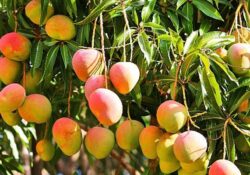 2022 yılının ilk yarısında tropikal meyve ihracatı 7 milyon dolara ulaştı