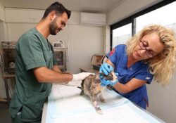Nilüfer’de hasta ve yaralı sokak kedilerine donanımlı klinik