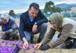 Dünyanın en pahalı baharatı Mersin Yenişehir’de yetiştiriliyor
