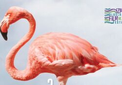 Kristal Flamingolar üçüncü kez sahiplerini bulacak