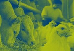 Hayvan Beslemenin Küresel Lideri Nutreco, 2022 Sürdürülebilirlik Raporu'nu Yayınladı
