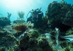BBC Earth Denizaltı ve Yeryüzündeki Muhteşem Manzaraları Evlere Getiriyor