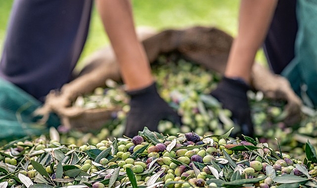 Zeytin ve zeytinyağı sektöründe verimlilik artıracak Avrupa Birliği Projesi